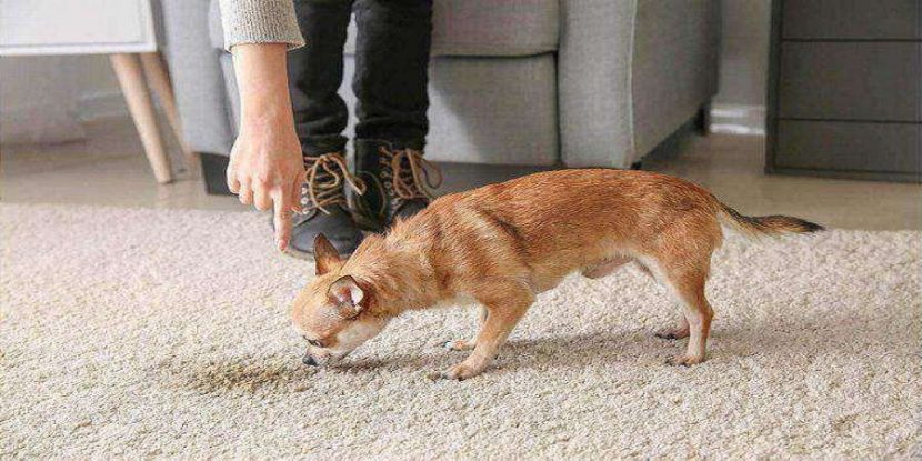 How To Prevent Pet Urine Damaging Your Carpets