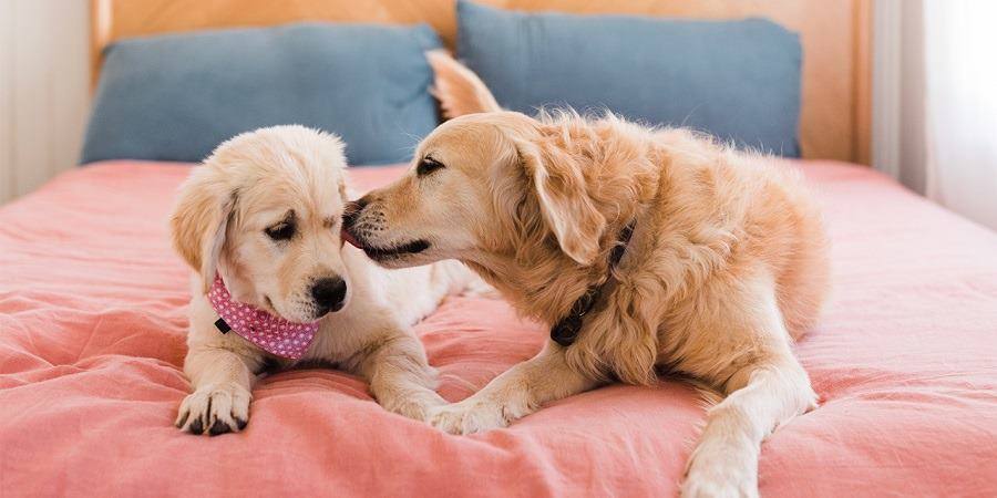 7 Tips For Introducing A New Puppy To Your Family Dog