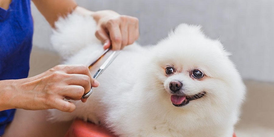 All You Need To Know About Grooming Your Puppy